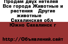 Продам двух нетелей - Все города Животные и растения » Другие животные   . Сахалинская обл.,Южно-Сахалинск г.